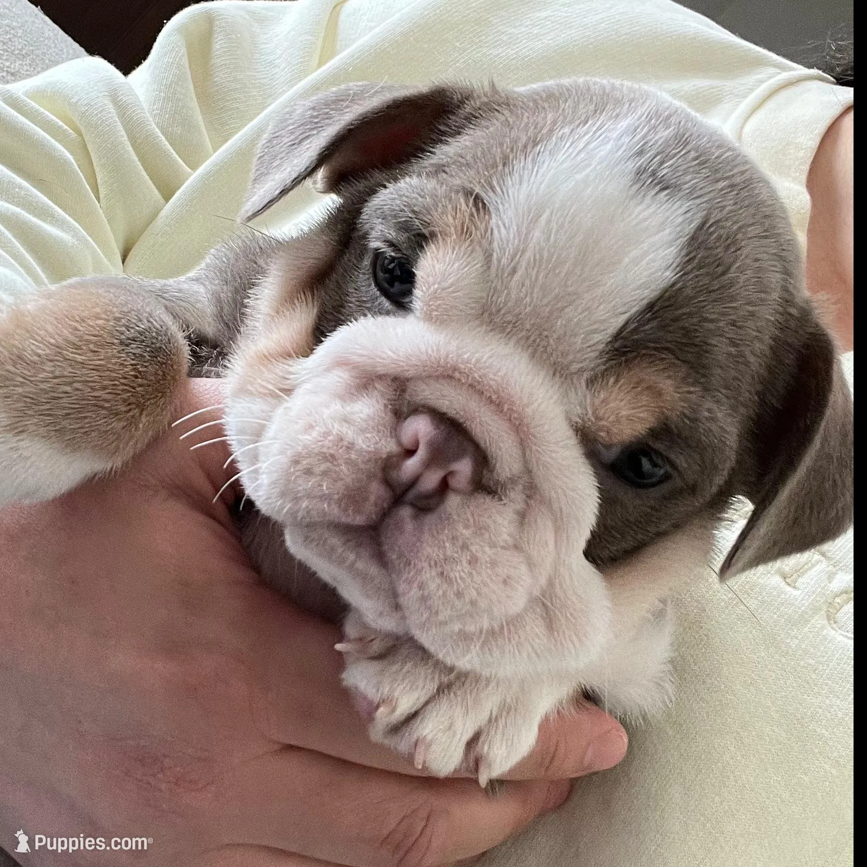 Darla , a female English Bulldog for sale in Candia, NH – Photo 9 of 10
