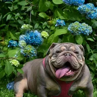 Darla , a female English Bulldog for sale in Candia, NH – Photo 10 of 10