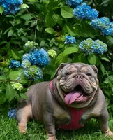 Darla , a female English Bulldog for sale in Candia, NH – Photo 5 of 6