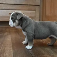 Darla , a female English Bulldog for sale in Candia, NH – Photo 8 of 10