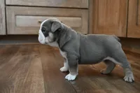 Darla , a female English Bulldog for sale in Candia, NH – Photo 4 of 6