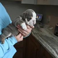 Darla , a female English Bulldog for sale in Candia, NH – Photo 4 of 10