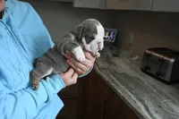 Darla , a female English Bulldog for sale in Candia, NH – Photo 2 of 6