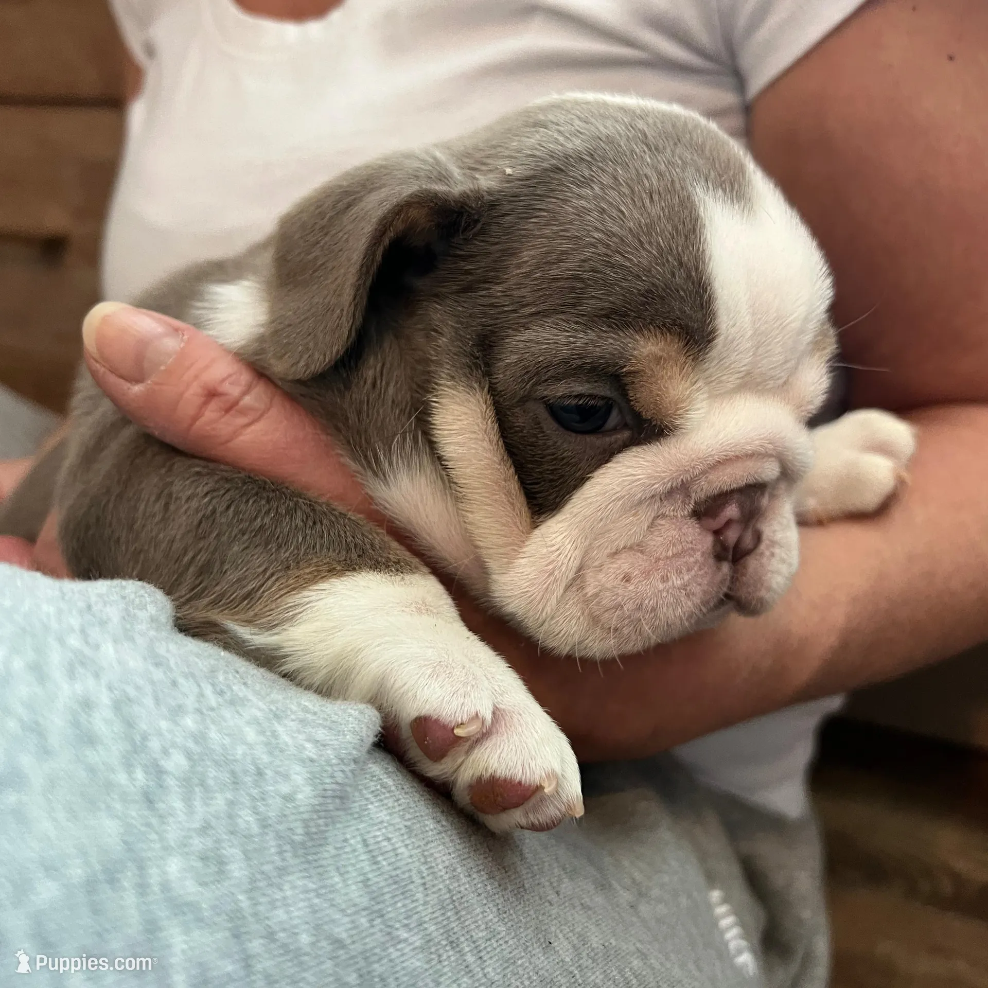 Darla , a female English Bulldog for sale in Candia, NH – Photo 6 of 10