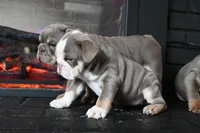 Darla , a female English Bulldog for sale in Candia, NH – Photo 3 of 10