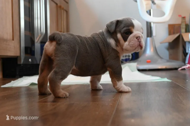 Darla , a female English Bulldog for sale in Candia, NH – Photo 1 of 6