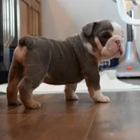 Darla , a female English Bulldog for sale in Candia, NH – Photo 1 of 10