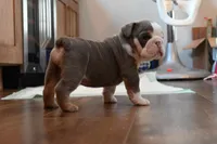 Darla , a female English Bulldog for sale in Candia, NH – Photo 1 of 6