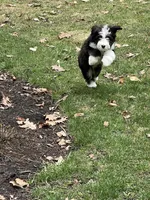 Winnie , a female Bernedoodle for sale in Candia, NH – Photo 4 of 4