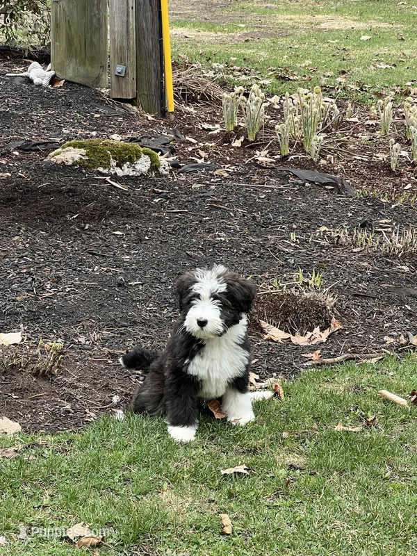 Winnie  – Bernedoodle puppy for sale in Candia, NH