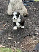 Winnie , a female Bernedoodle for sale in Candia, NH – Photo 3 of 4