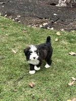 Winnie , a female Bernedoodle for sale in Candia, NH – Photo 2 of 4