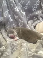 Ziti, a female English Bulldog for sale in Candia, NH – 3 of 6