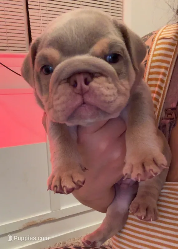 Orzo  – English Bulldog puppy for sale in Candia, NH