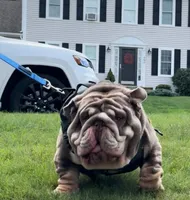 Orzo , a male English Bulldog for sale in Candia, NH – 3 of 4