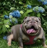 Ziti, a female English Bulldog for sale in Candia, NH – 6 of 6