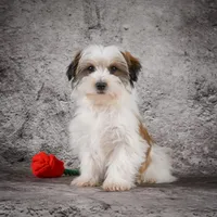 Maxwell, a male Morkie for sale in Ripley, WV – Photo 4 of 6