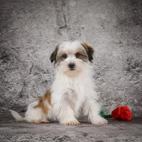 Maxwell, a male Morkie for sale in Ripley, WV – Photo 3 of 6