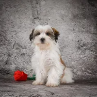 Maxwell, a male Morkie for sale in Ripley, WV – Photo 6 of 6