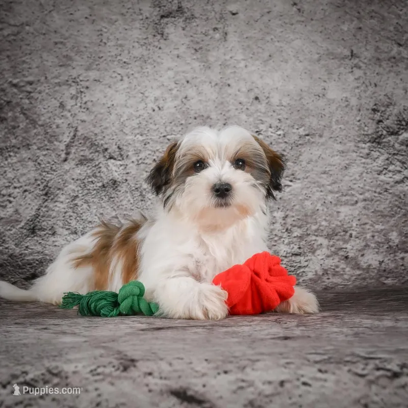 Maxwell – Morkie puppy for sale in Ripley, WV