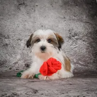 Maxwell, a male Morkie for sale in Ripley, WV – Photo 5 of 6