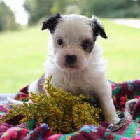 Ramona, a female Morkie for sale in Ripley, WV – 3 of 4