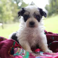 Louis, a male Morkie for sale in Ripley, WV – 3 of 3