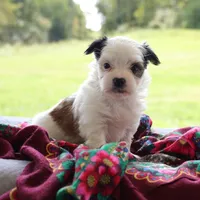 Ramona, a female Morkie for sale in Ripley, WV – 4 of 4