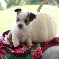 Charlie, a male Morkie for sale in Ripley, WV – 2 of 3