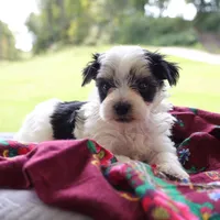 Louis, a male Morkie for sale in Ripley, WV – 1 of 3