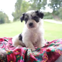 Walter, a male Morkie for sale in Ripley, WV – 3 of 4