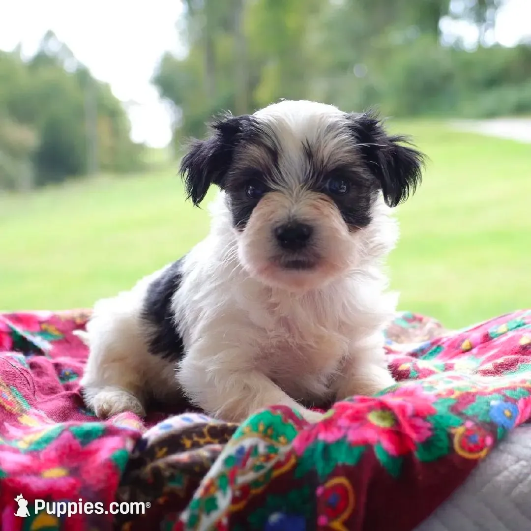 Walter, a male Morkie for sale in Ripley, WV – 1 of 4
