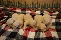 AKC Christmas Puppies!, a female Golden Retriever for sale in Ripley, WV – Photo 2 of 5