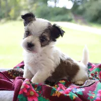 Charlie, a male Morkie for sale in Ripley, WV – 3 of 3