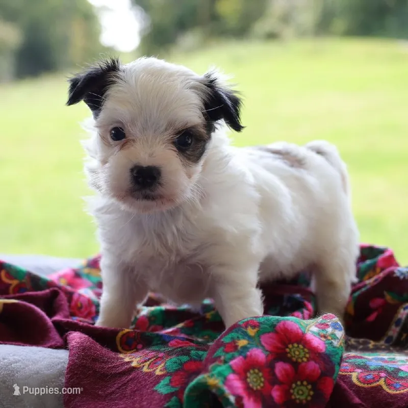 Ramona – Morkie puppy for sale in Ripley, WV