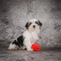 Maverick, a male Morkie for sale in Ripley, WV – Photo 6 of 7