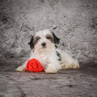 Maverick, a male Morkie for sale in Ripley, WV – Photo 2 of 7