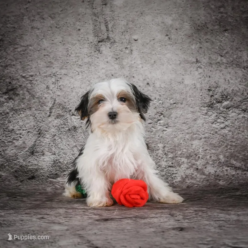 Maverick – Morkie puppy for sale in Ripley, WV