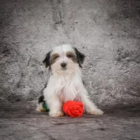 Maverick, a male Morkie for sale in Ripley, WV – Photo 1 of 7