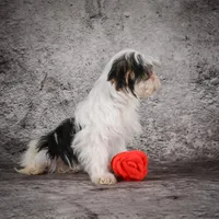 Maverick, a male Morkie for sale in Ripley, WV – Photo 5 of 7