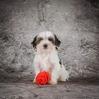 Maverick, a male Morkie for sale in Ripley, WV – Photo 3 of 7