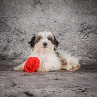 Maverick, a male Morkie for sale in Ripley, WV – Photo 4 of 7