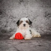 Maverick, a male Morkie for sale in Ripley, WV – Photo 7 of 7