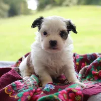 Ramona, a female Morkie for sale in Ripley, WV – 2 of 4