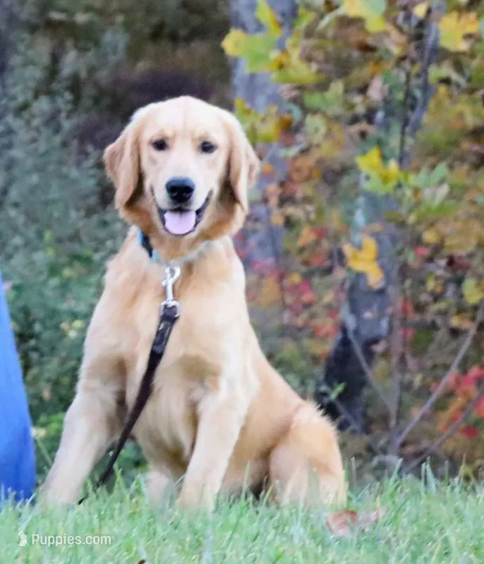 AKC Golden Retriever – Golden Retriever puppy for sale in Ripley, WV