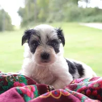 Walter, a male Morkie for sale in Ripley, WV – 4 of 4