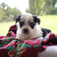 Louis, a male Morkie for sale in Ripley, WV – 2 of 3