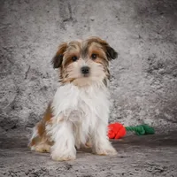 Megan, a female Morkie for sale in Ripley, WV – Photo 5 of 10