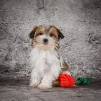 Megan, a female Morkie for sale in Ripley, WV – Photo 3 of 10