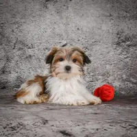 Megan, a female Morkie for sale in Ripley, WV – Photo 7 of 10
